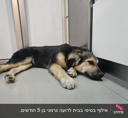 כלב שוכב על הרצפה במנוחה